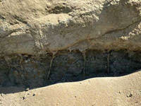 Clastic dike filling in possible desiccation fissures beneath a younger  channel fill deposit.