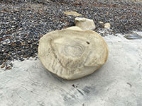A concretion showing spherical growth rings.