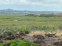 A low terrace of valley-fill deposits on the south side of Peñasquitos Lagoon near Torrey Pines Road grade.