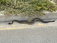 Western diamondback rattlesnake along the Torrey Pines Park Road.