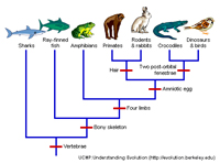 Evolution and classification
