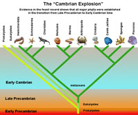 Cambrian Explosion illustrated