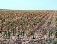 Corn field suffering from drought