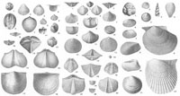 Devonian brachiopods