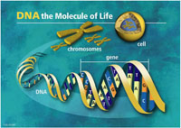 DNA illustrated