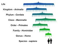 Classification of humans