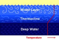 Mixed layer and thermocline in open water