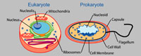 Prokaryotes and Eucaryotes