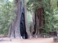 Giant Redwoods in Big Basin State Park, California. 