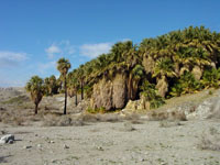 Desert fan palms grow near springs along the San Andreas Fault scarp in the Coachella Valley Preserve near Palm Springs, CA.