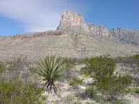 Guadelupe Peak, the highest point in Texas, is an exposed part of the great fossil Permian Reef system. 
