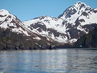 Kenai Fjords National Park is on the Gulf of Alaska near Seward, Alaska. 