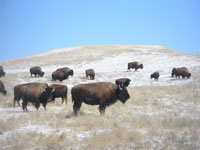 Bison on prairie in Badlands National Park, South Dakota