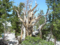 Bristlecone pines  on Wheeler Peak in Great Basin National Park have lived thousands of years in relatively cold, hostile conditions. 