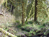 Rainforest of the Olympic National Park, Washington.pic 