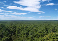 Pine Barrens of New Jersey as seen from Apple Pike Hill