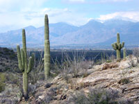 Cactus gardens of Suguaro National Park in the Tucson, Arizona area.