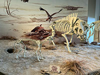 Example of a Miocene fossils display with mural in the Visitor Center Museum at Agate Fossil Beds National Monument.