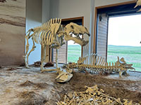 Reconstructed Miocene mammal fossils and a mural depicting the ancient landscape on display in the Visitor Center Museum at Agate Fossil Beds National Monuments.