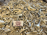 A museum display at Agate Fossil beds illustrating a bonebed.