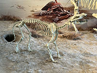 Reconstructed Miocene mammal fossils and a mural depicting the ancient landscape on display in the Visitor Center Museum at Agate Fossil Beds National Monuments.