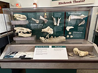 A display case containing featured fossils used to interpret the paleontological and paleoecological conditions from the time that the animals lived and died.