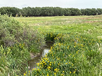 View of the small stream that is the low-flow level of the Niobrara River where it flows through the broad fields of wetlands, cottonwood groves, and prairie on the river's broad floodplain.