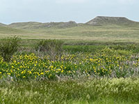 View of wildflowers blooming in the wetlands along the Niobrara River valley with the short-grass prairie and buttes north of the Visitor Center.