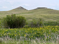 View of wildflowers blooming in the wetlands along the Niobrara River valley with the short-grass prairie and buttes north of the Visitor Center.