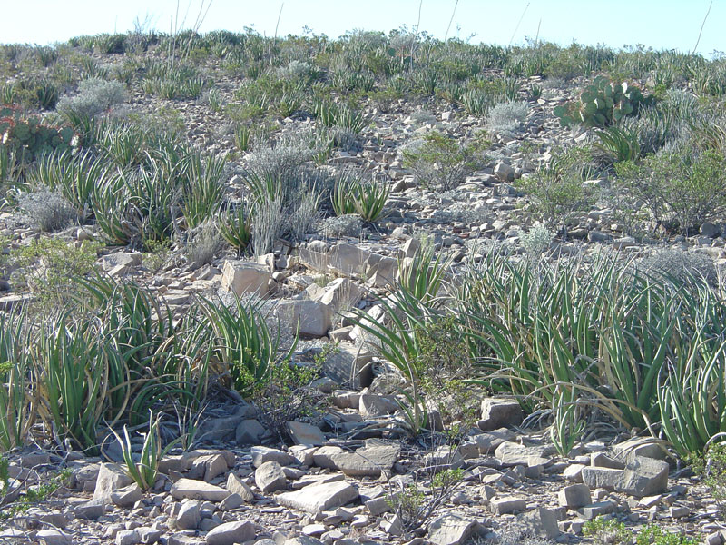 Big Bend  National Park