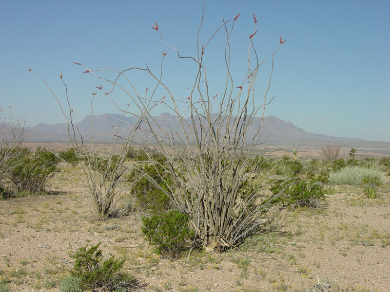 Big Bend National Park