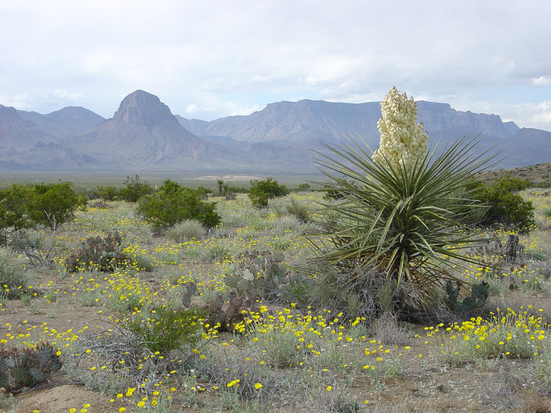 Big Bend National Park