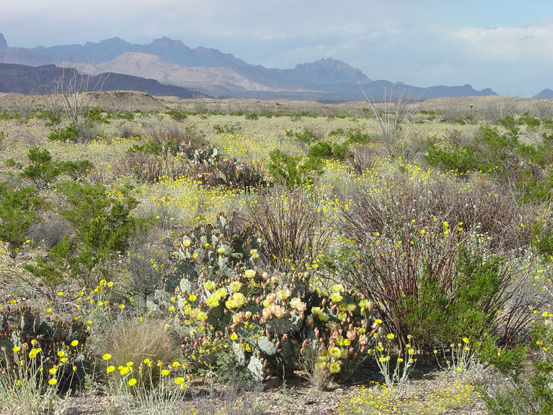 Big Bend National Park