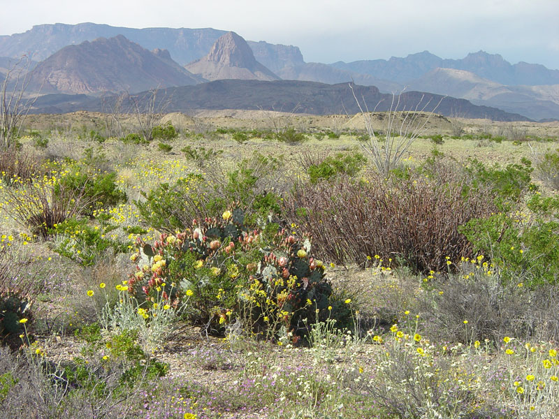 Big Bend National Park