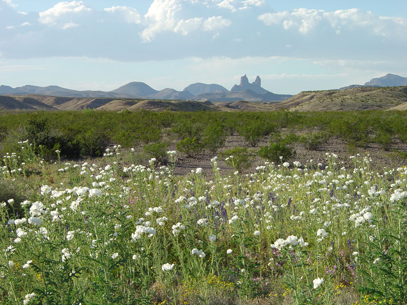 Big Bend National Park