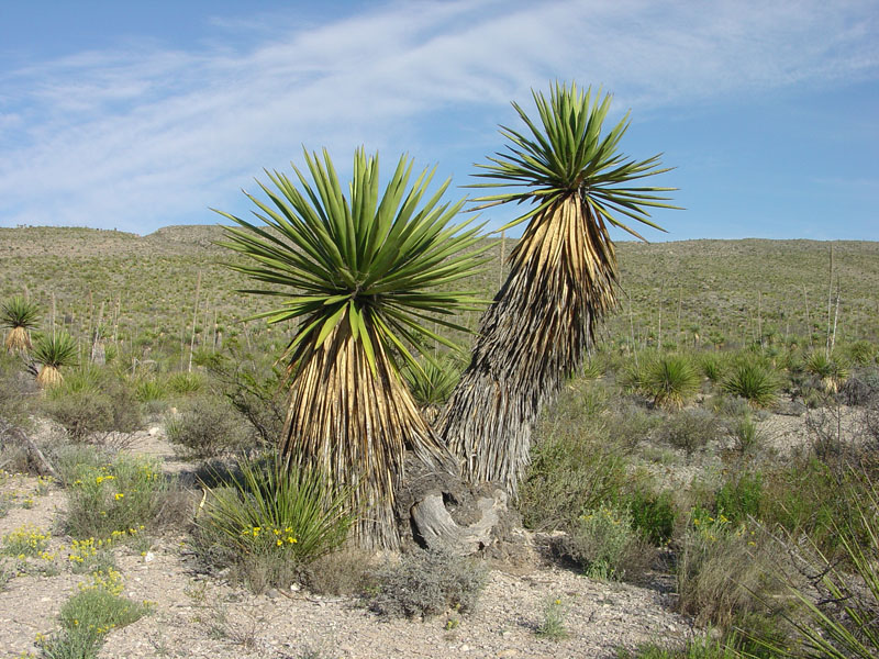 Big Bend National Park