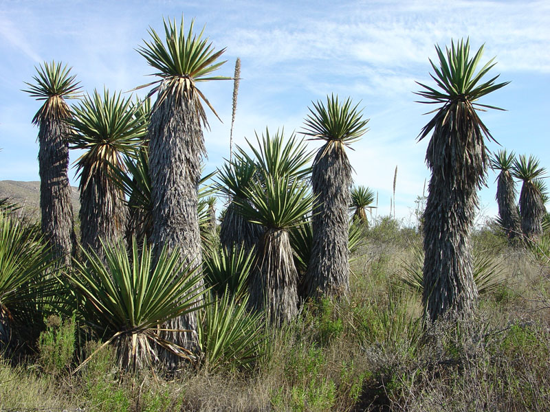 Big Bend National Park