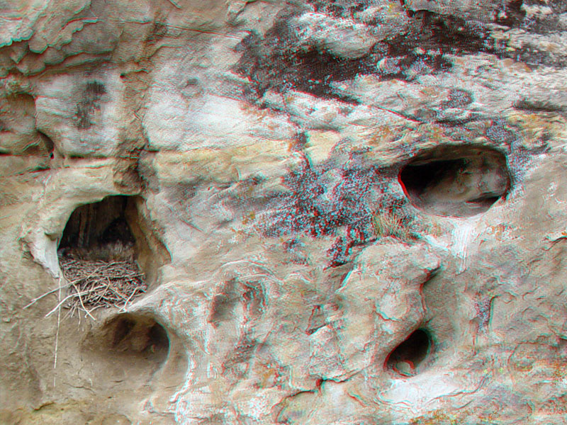 Bird nest in Painted Rock