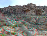 Chihuahuan Desert plants.