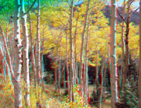 Aspen grove in early October