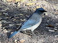 A Mexican jay is a potential "camp robber" in the Bonita Canyon Campground. Don't feed them!