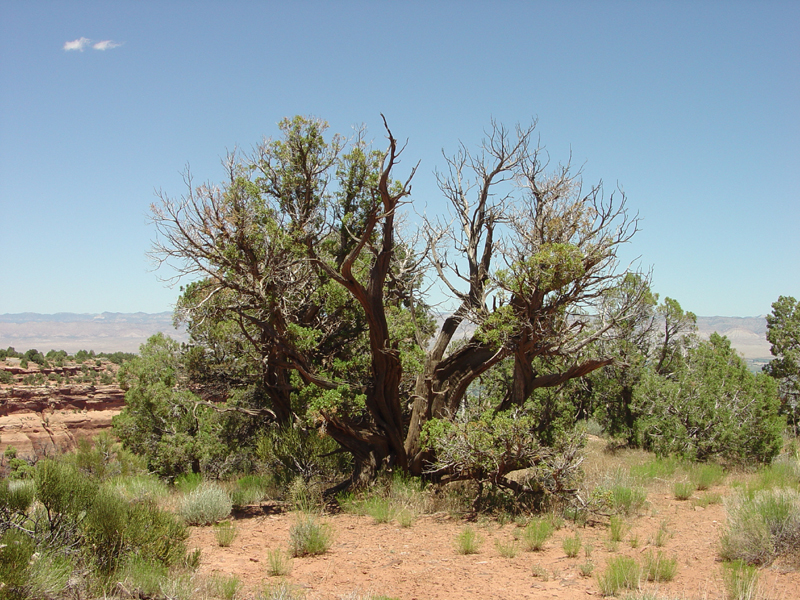 Colorado National Monument