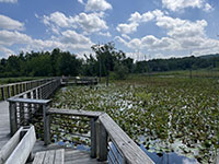 A wooden boardwalk constructed for the bike trail crosses the plant-covered Beaver Marsh (wetlands).
