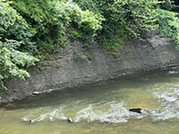 Outcrop of the Cleveland Shale in a river cutbank near Lock 29.