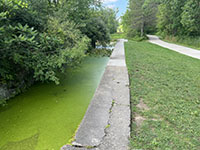 View of a shallow river lock fills with algae-covered water and the bike path to the right of the lock.