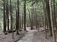 Path through a grove of hemlock trees along the Ledges Trail.