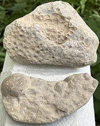 Local fossils, tabulate coral (top) and spiriferid brachiopods (bottom), probably of Late Devonian to Early Mississippian in age.  