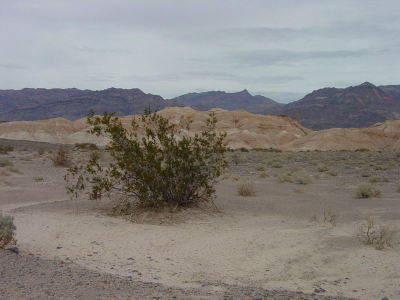 Mesquite Flat