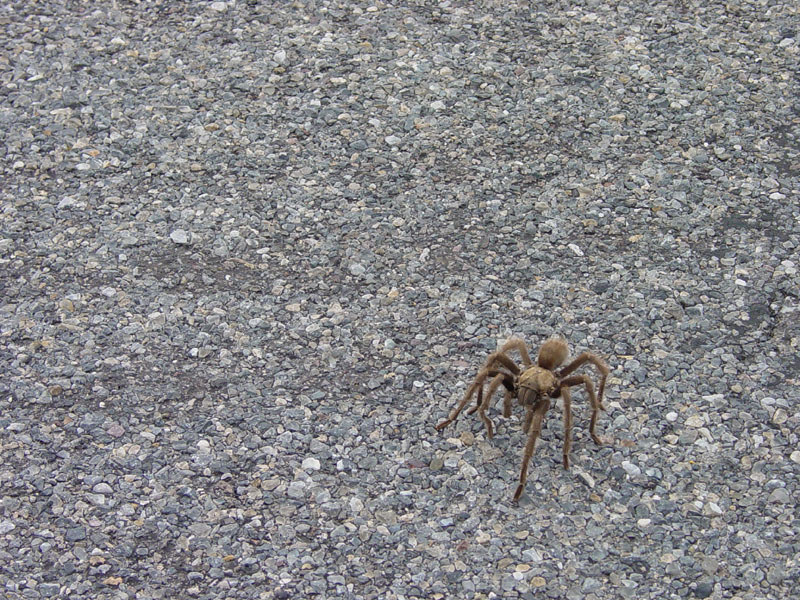 Death Valley tarantula