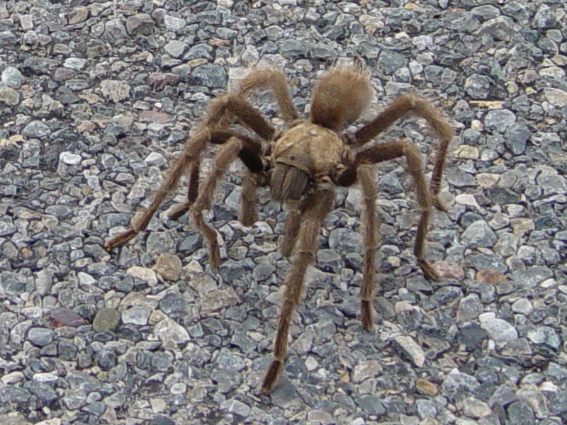 Death Valley tarantula